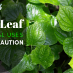 Betel Leaf Medicinal Uses And Precaution