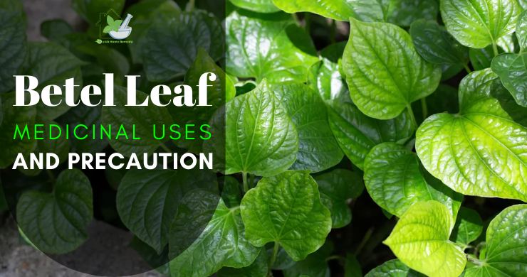 Betel Leaf Medicinal Uses And Precaution