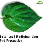 Betel Leaf Medicinal Uses And Precaution