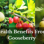 Health Benefits From Gooseberry