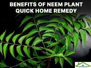Benefits Of Neem Plant | Quick Home Remedy