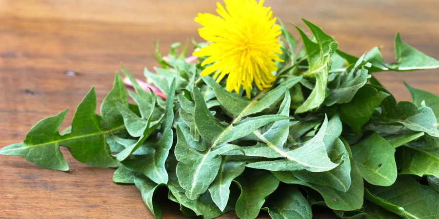 Dandelion Leaves