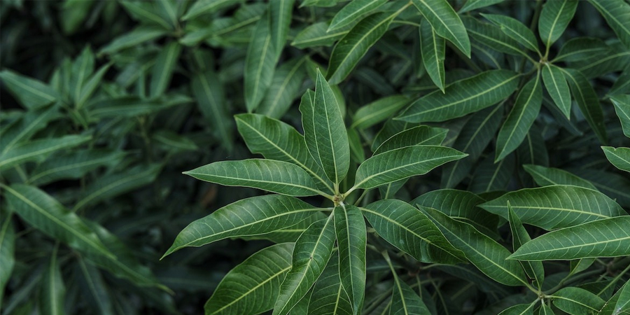 Mango Leaves